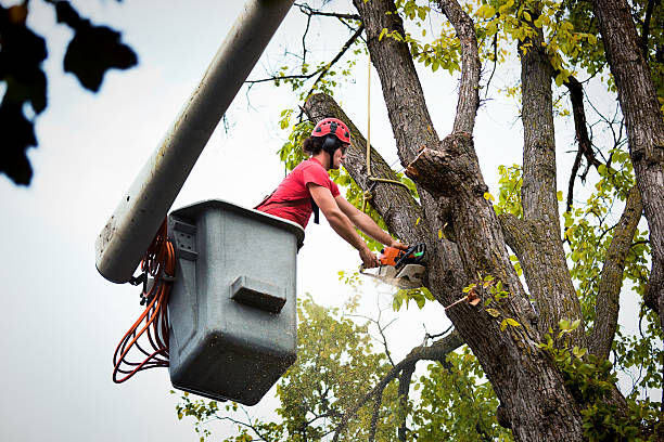 Best Emergency Tree Service  in Spry, PA